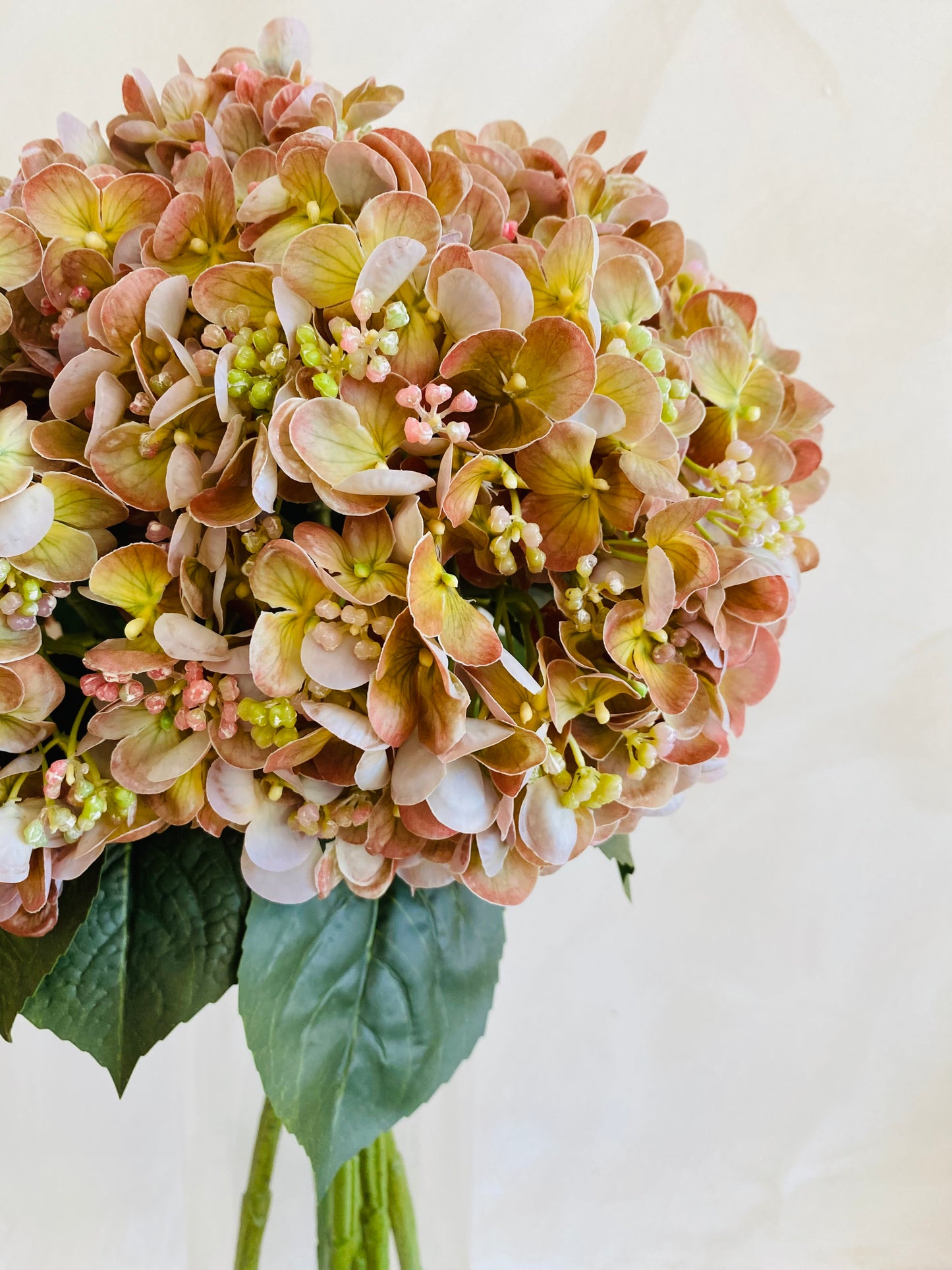 HORTENSIA NATURE