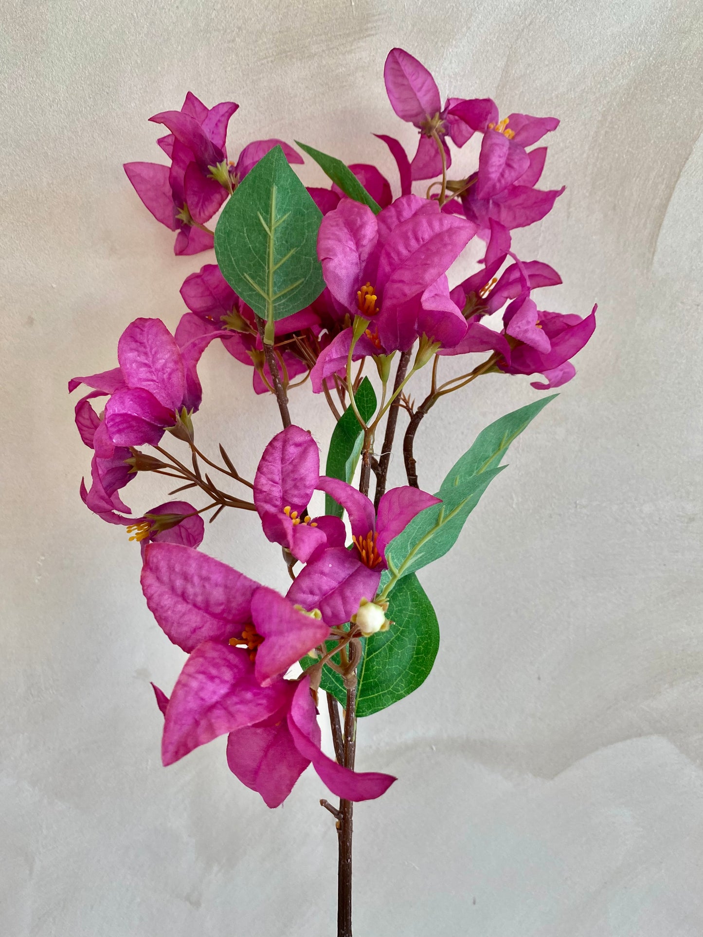 BUGANVILLA FUCSIA