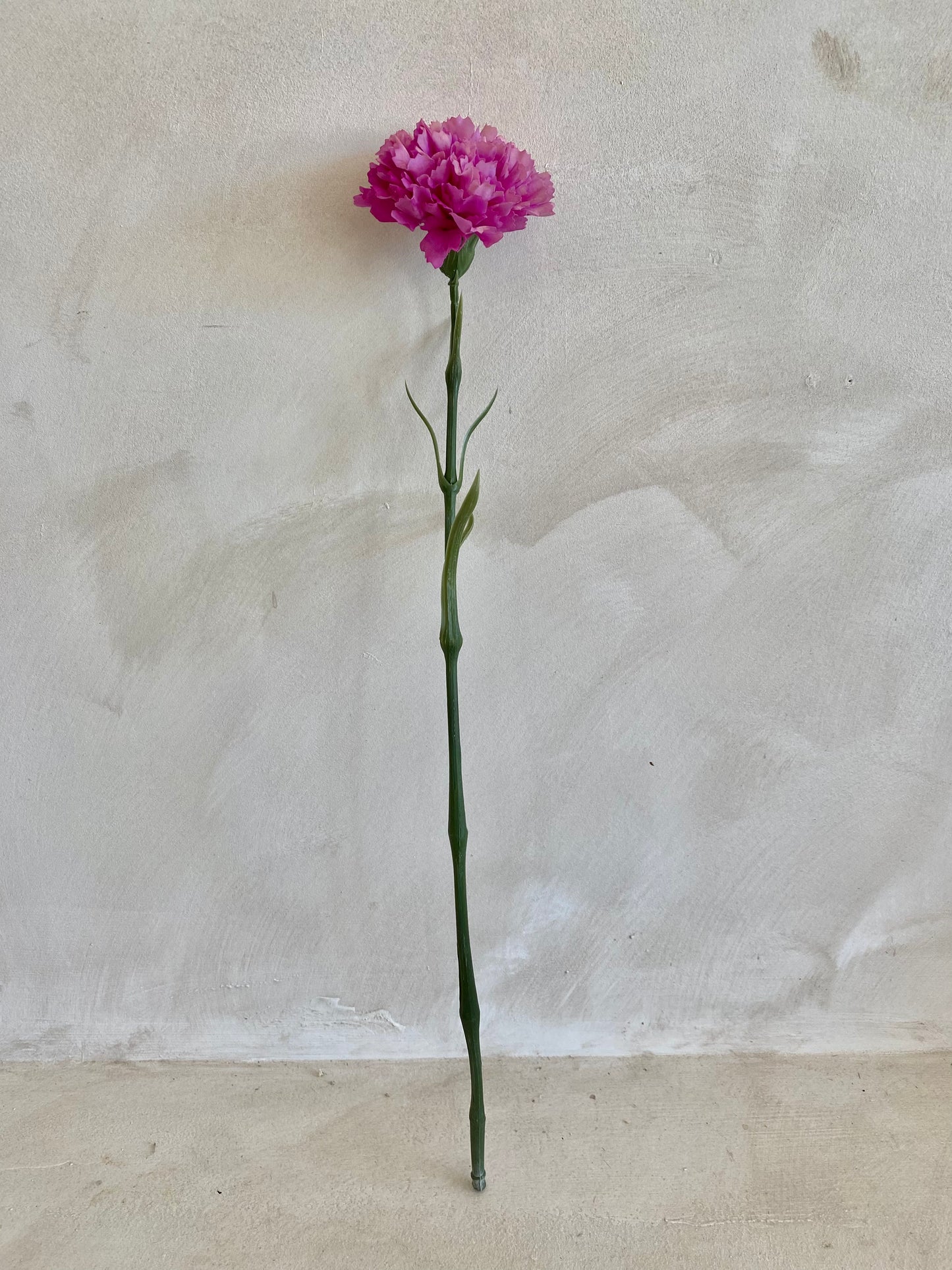CLAVEL BUGANVILLA