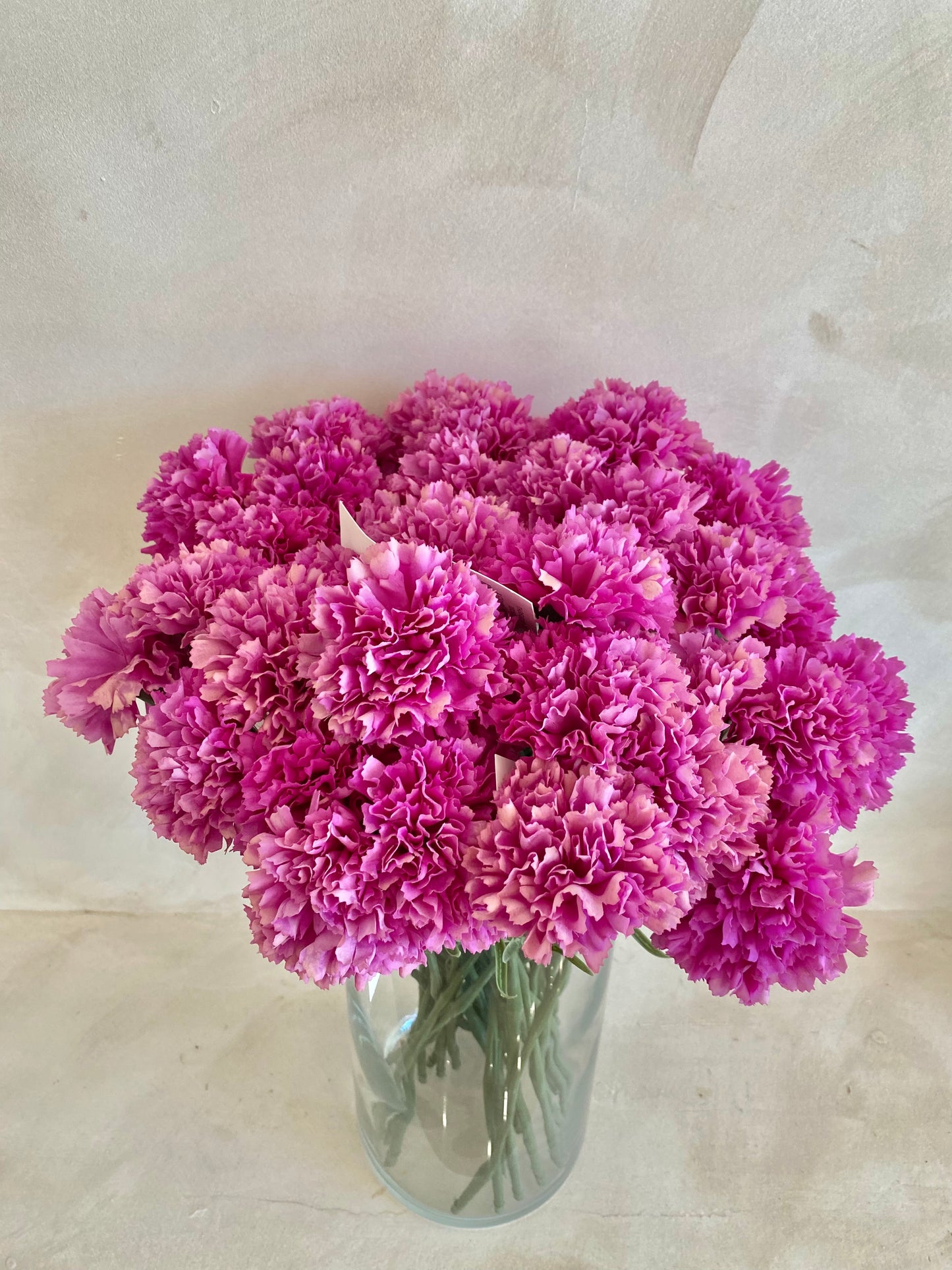 CLAVEL BUGANVILLA