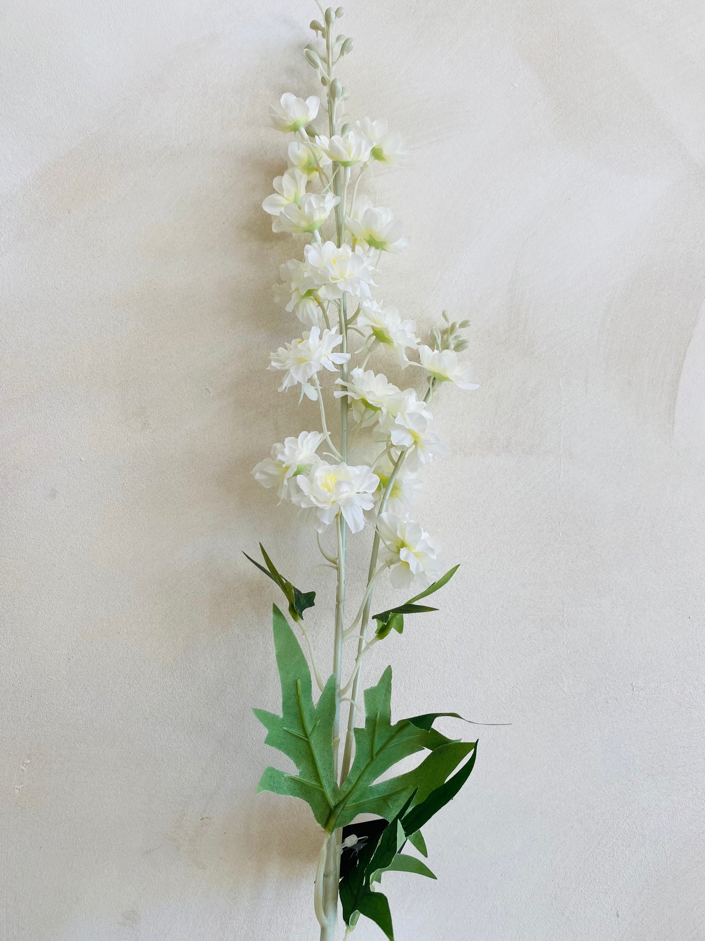 DELPHINIUM BLANCO