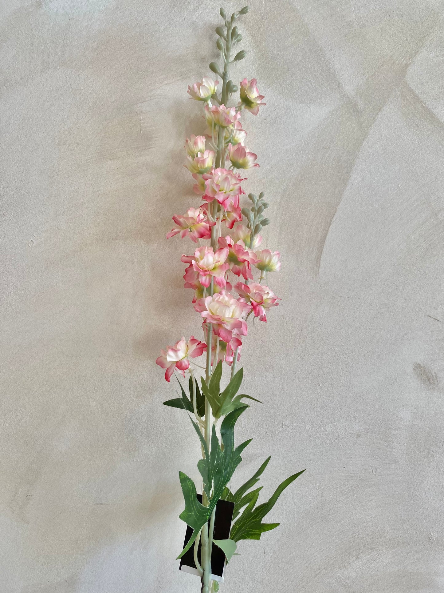 DELPHINIUM BLANCO-ROSA