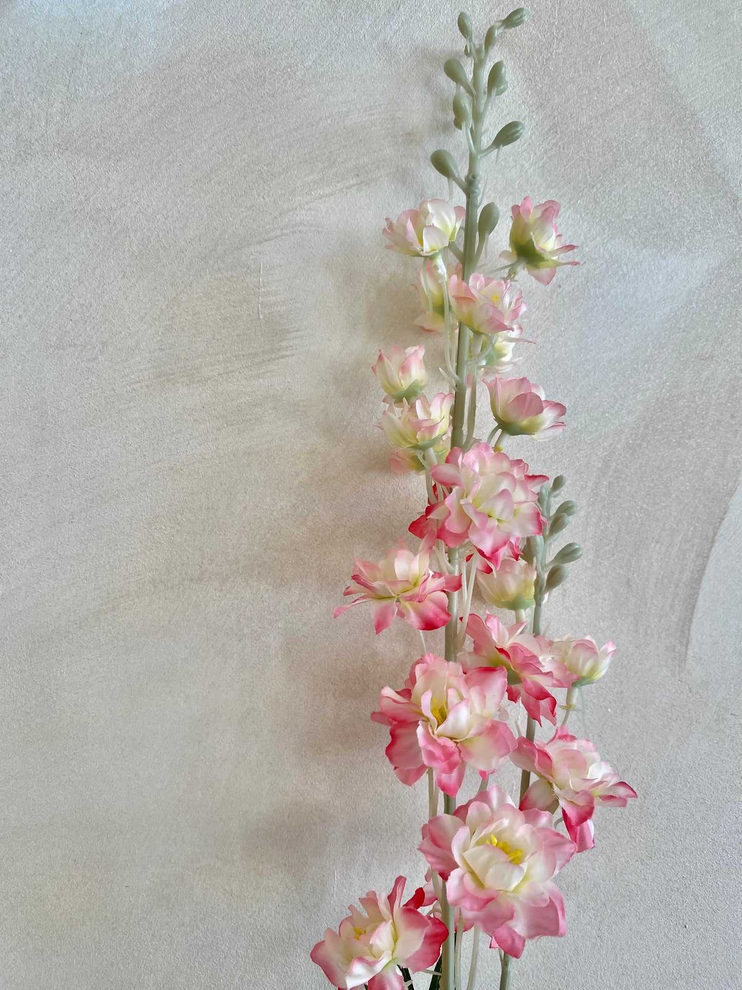 DELPHINIUM BLANCO-ROSA