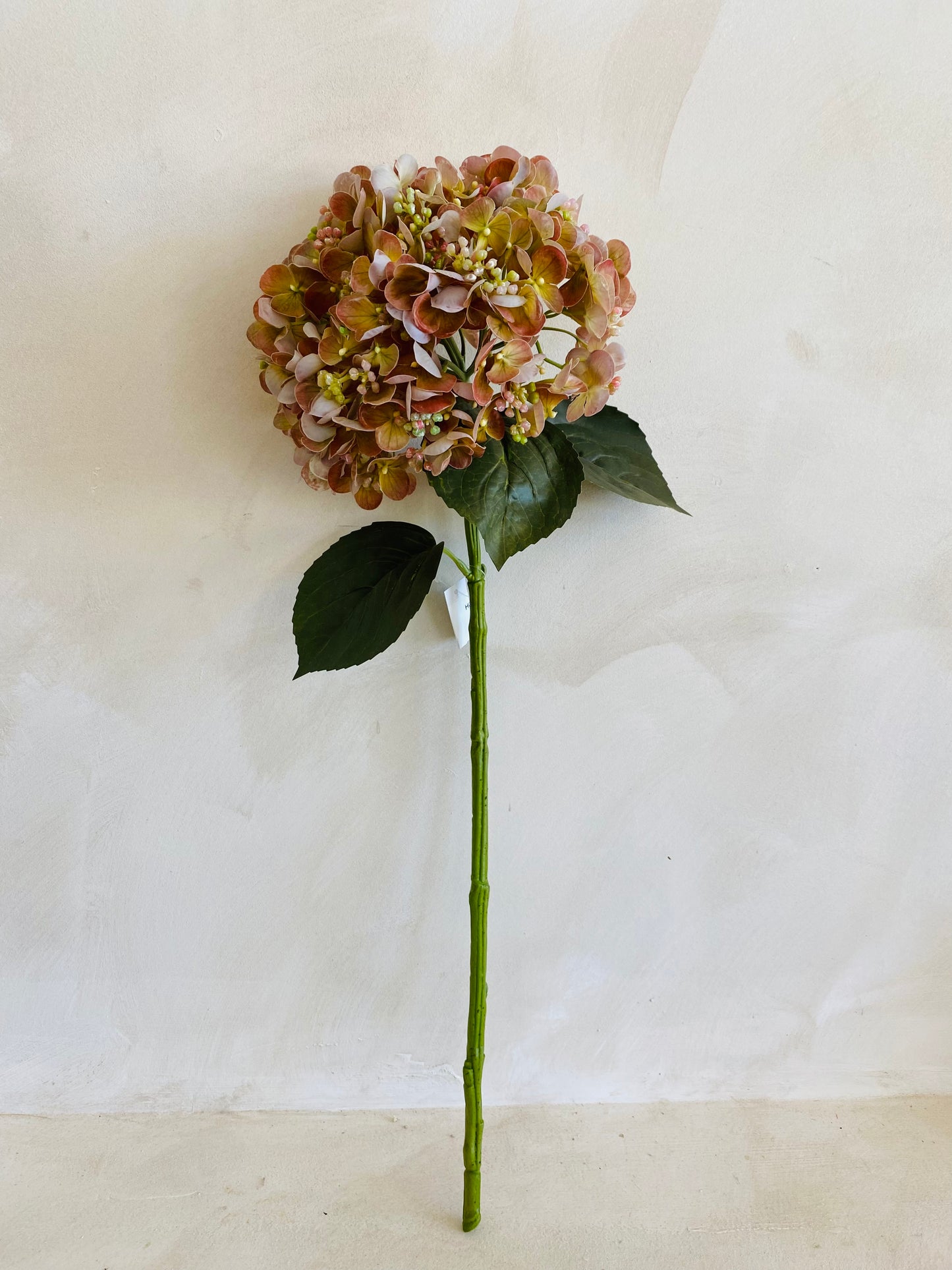 HORTENSIA NATURE