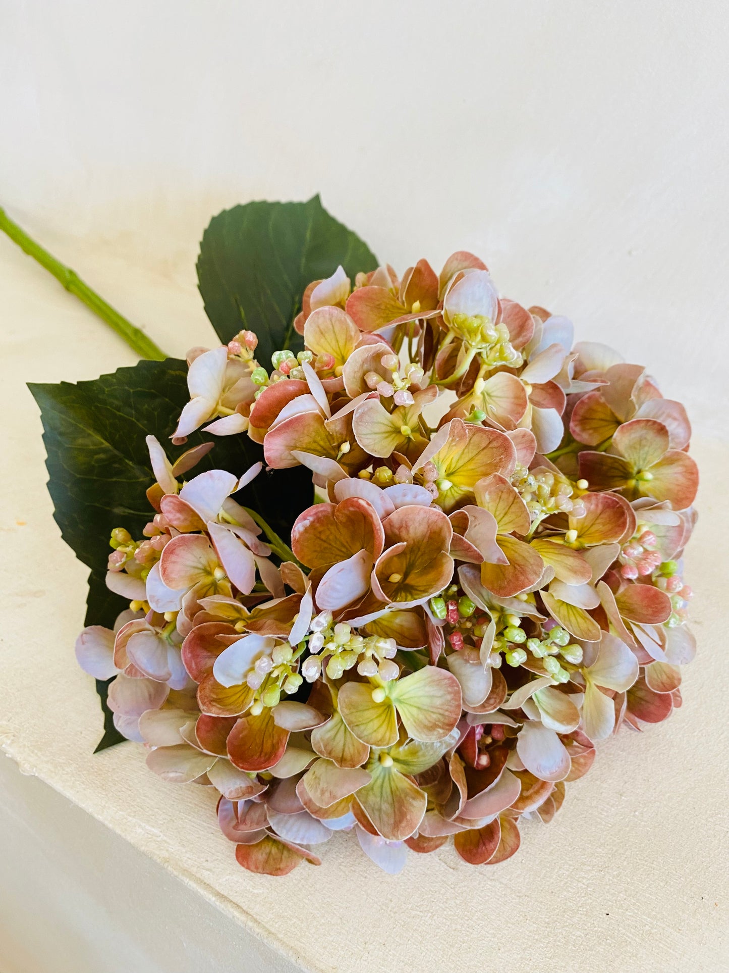 HORTENSIA NATURE