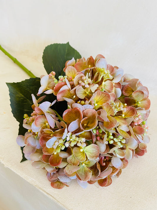 HORTENSIA NATURE