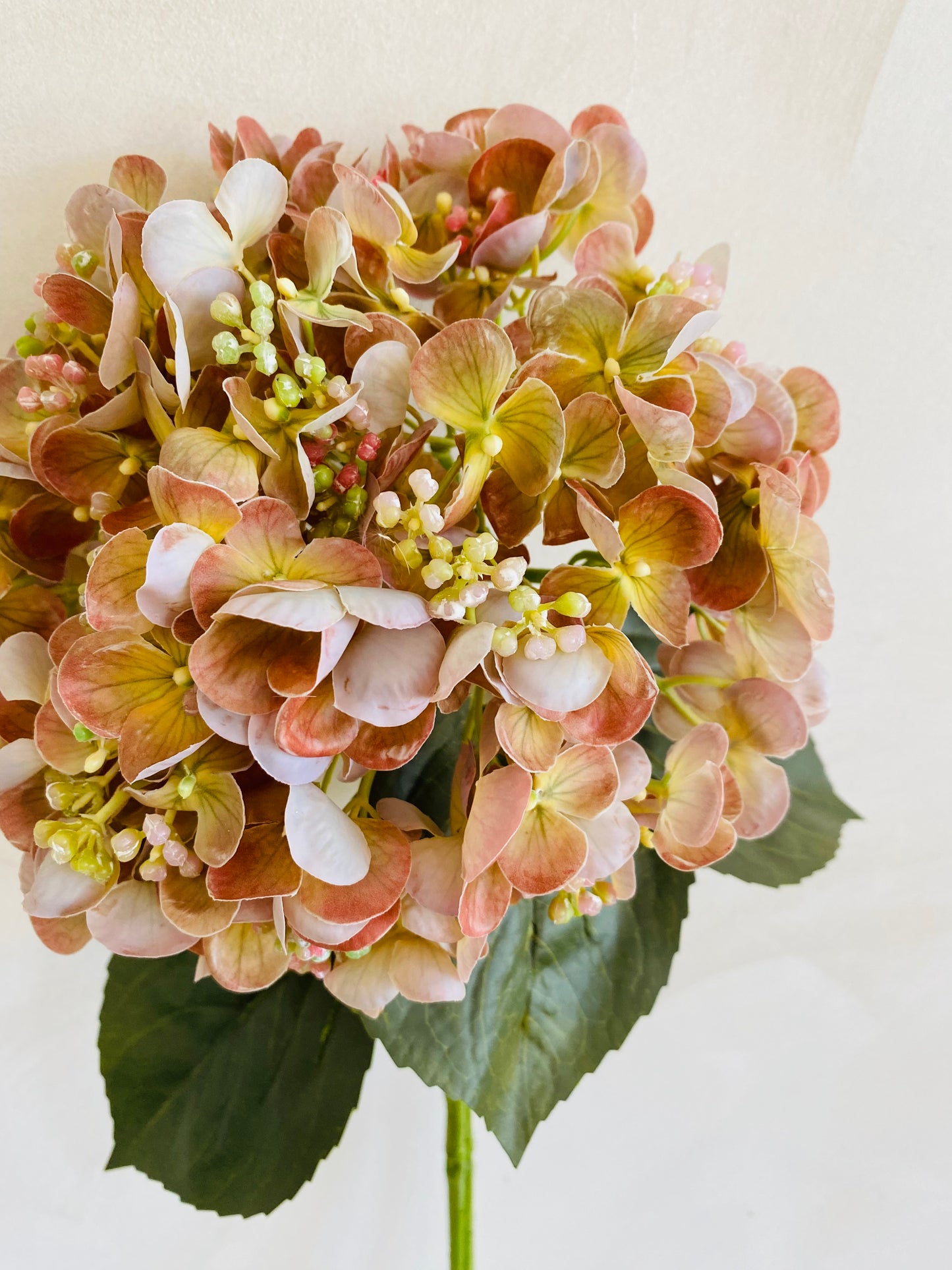 HORTENSIA NATURE