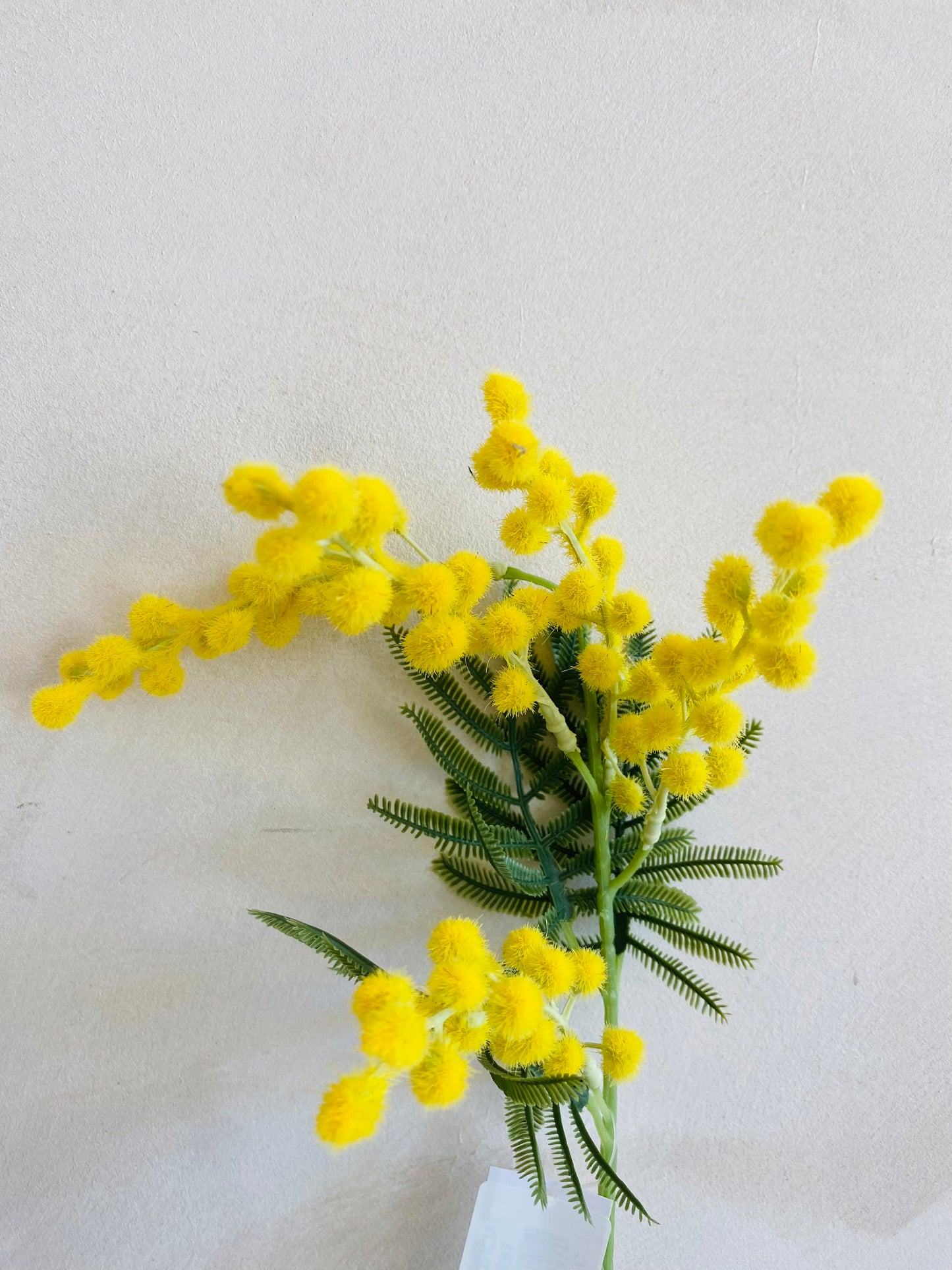 MIMOSA