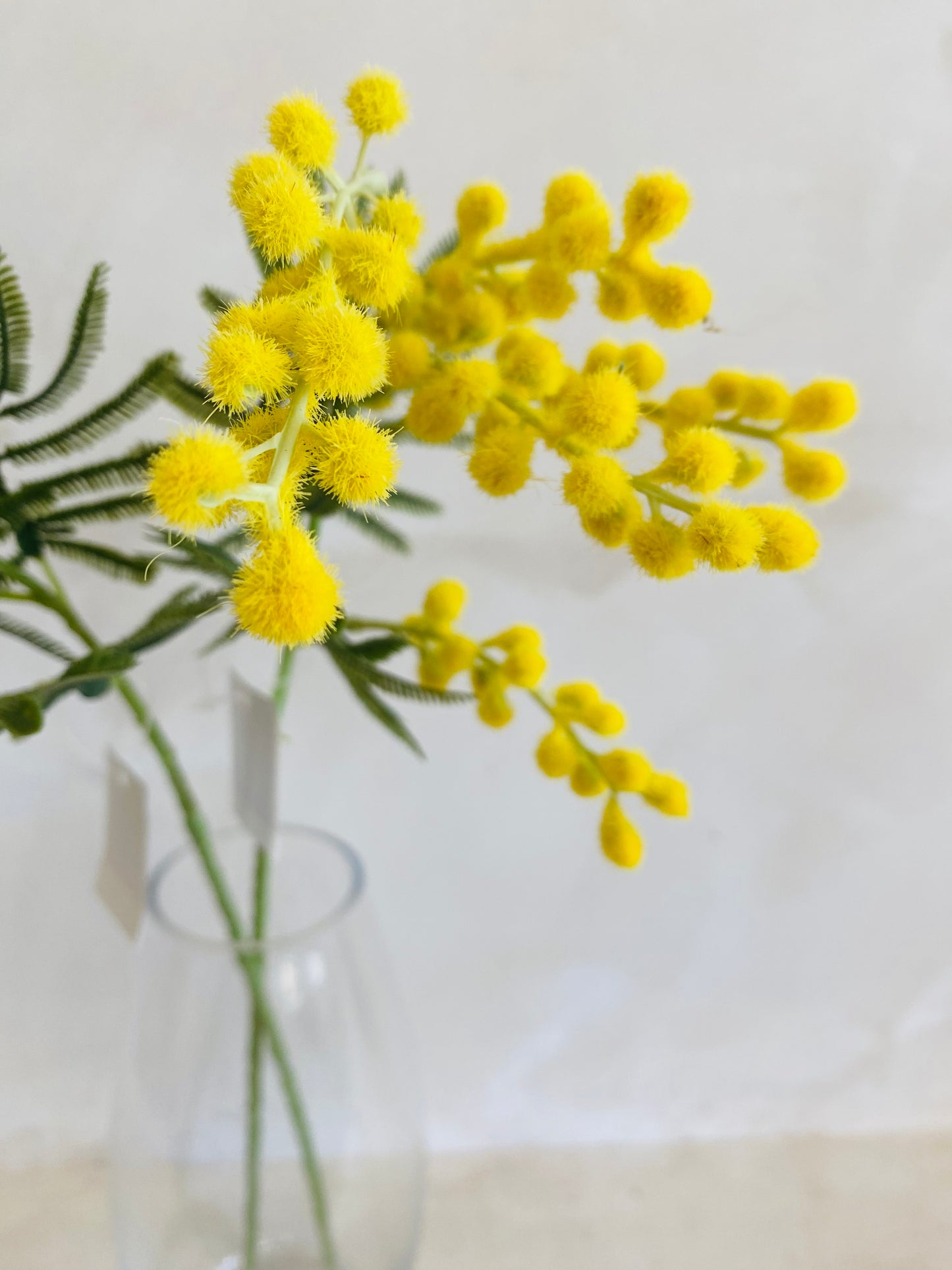 MIMOSA
