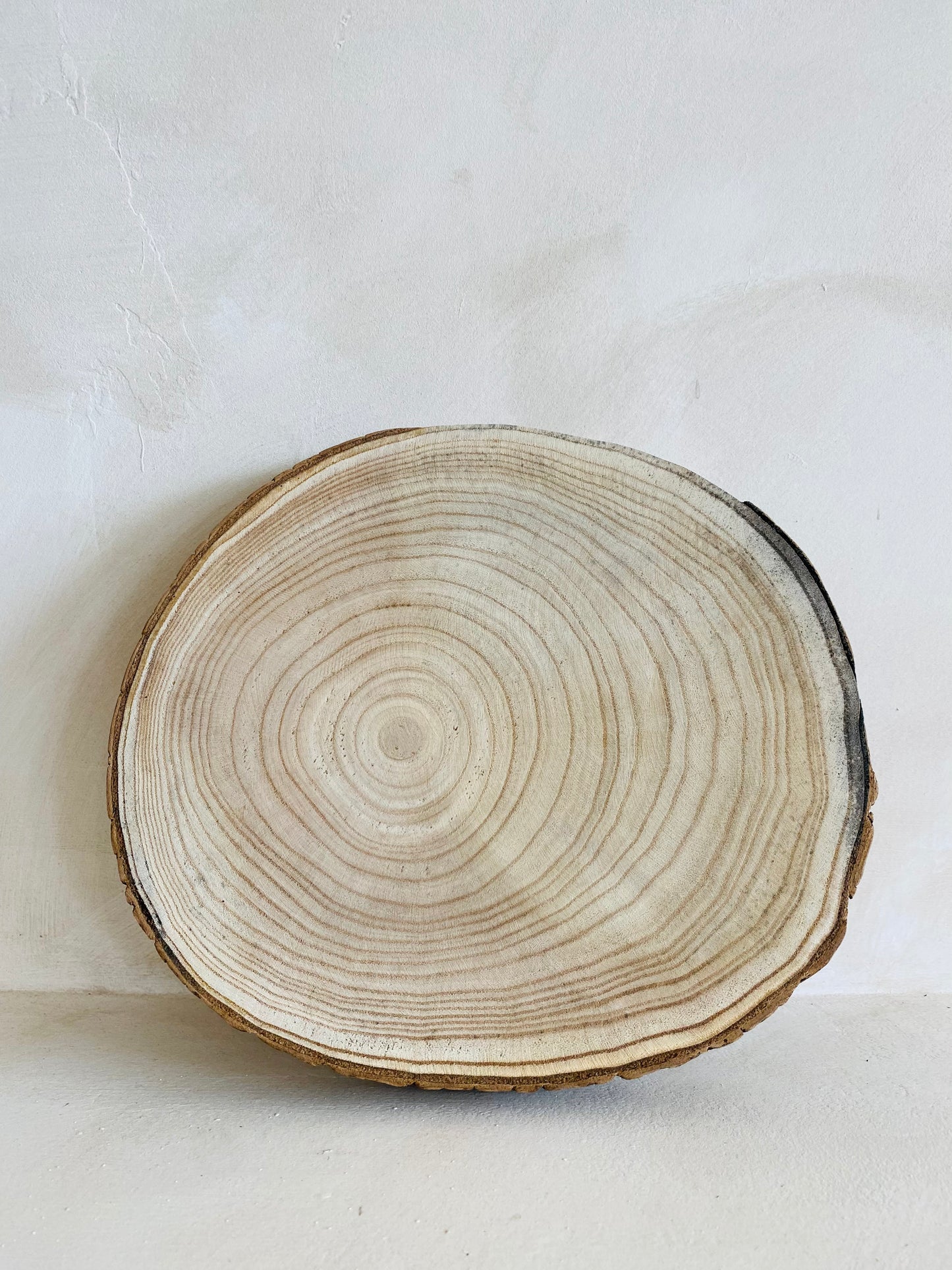 Rodaja PAULOWNIA